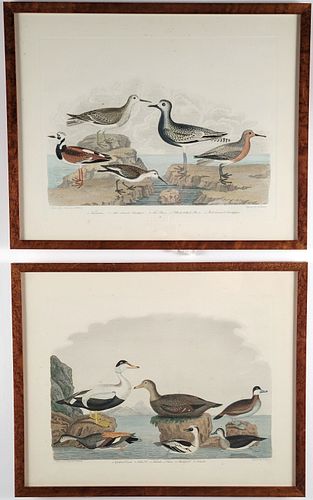 TWO 19TH C. ALEXANDER WILSON &