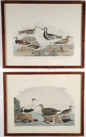 TWO 19TH C. ALEXANDER WILSON &