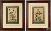TWO ABRAHAM MUNTING BOTANICAL