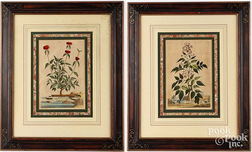 TWO ABRAHAM MUNTING BOTANICAL