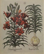 TWO AFTER BASILIUS BESLER (GER