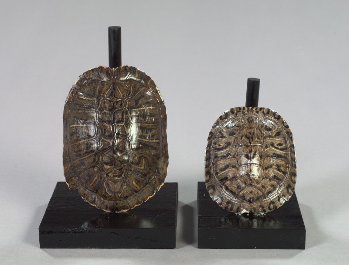 Two American Lacquered Tortoise