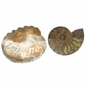 TWO AMMONITE FOSSILS Two ammon