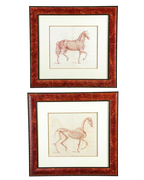 TWO ANATOMICAL ENGRAVINGS. 