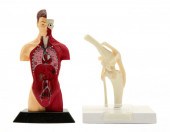 TWO ANATOMY MODELSTwo Anatomy