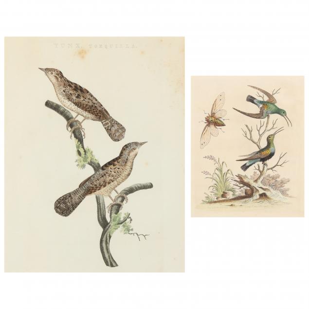 TWO ANTIQUE ORNITHOLOGICAL