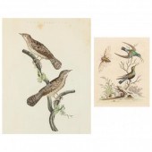 TWO ANTIQUE ORNITHOLOGICAL ENG