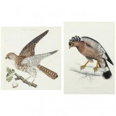 TWO ANTIQUE ORNITHOLOGICAL PRI