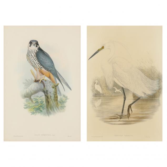 TWO ANTIQUE ORNITHOLOGICAL PRINTS