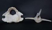 TWO ANTIQUE WHALE VERTEBRAE BO