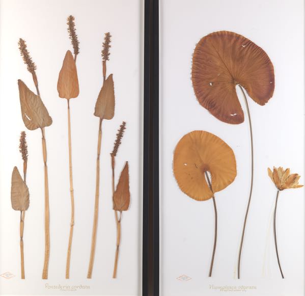 TWO BECKY DAVIS BOTANICALS 41?" x