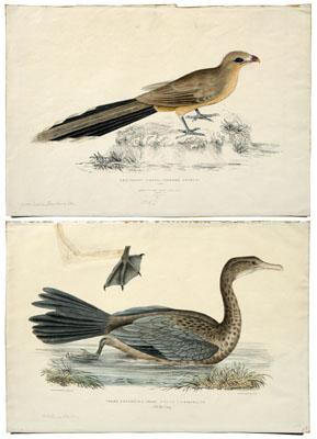 Two Benjamin Hawkins lithographs