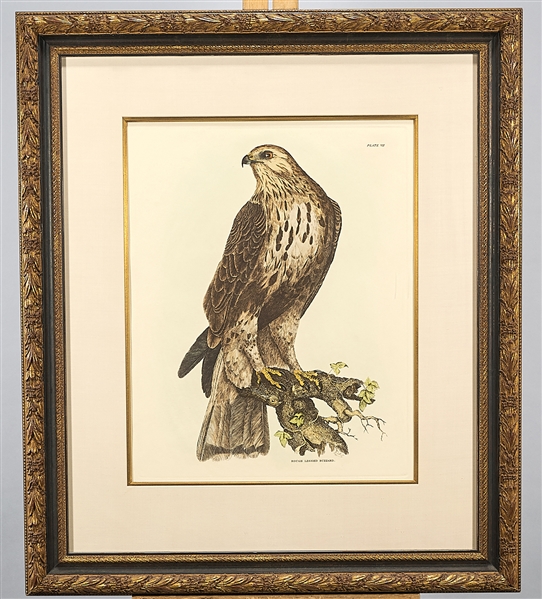 Two bird of prey engravings;