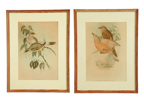TWO BIRD PRINTS AFTER JOHN GOULD