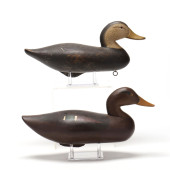 TWO BLACK MARYLAND DUCKS<br>Tw