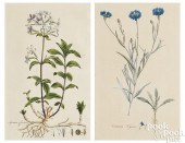 TWO BOTANICAL COLOR ENGRAVINGS