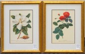TWO BOTANICAL COLOR PRINTS, LA