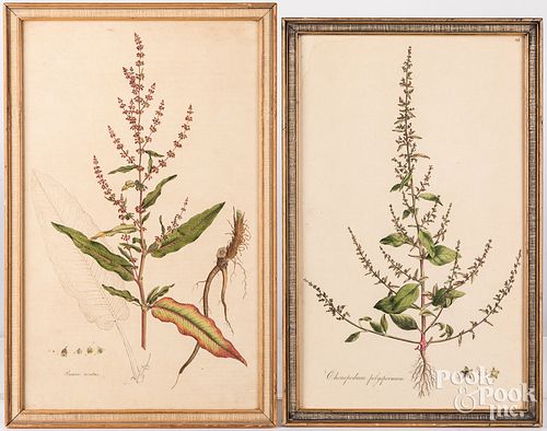 TWO BOTANICAL ENGRAVINGSTwo