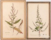 TWO BOTANICAL ENGRAVINGSTwo bo