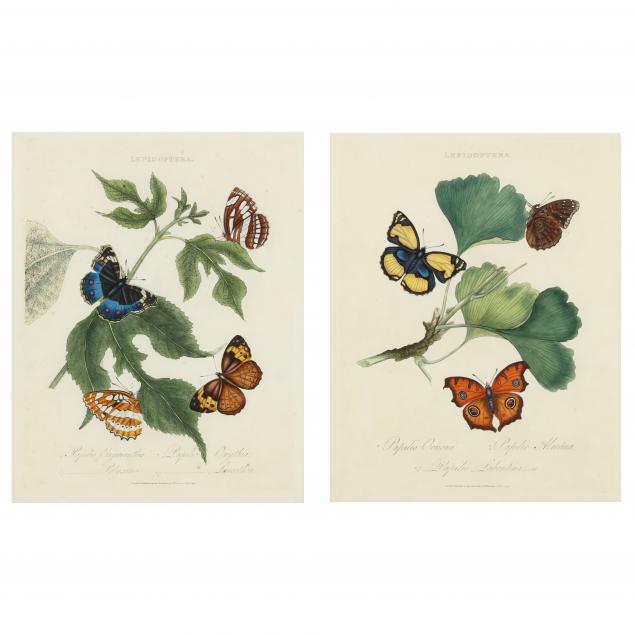 TWO BUTTERFLY ENGRAVINGS FROM