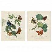TWO BUTTERFLY ENGRAVINGS FROM