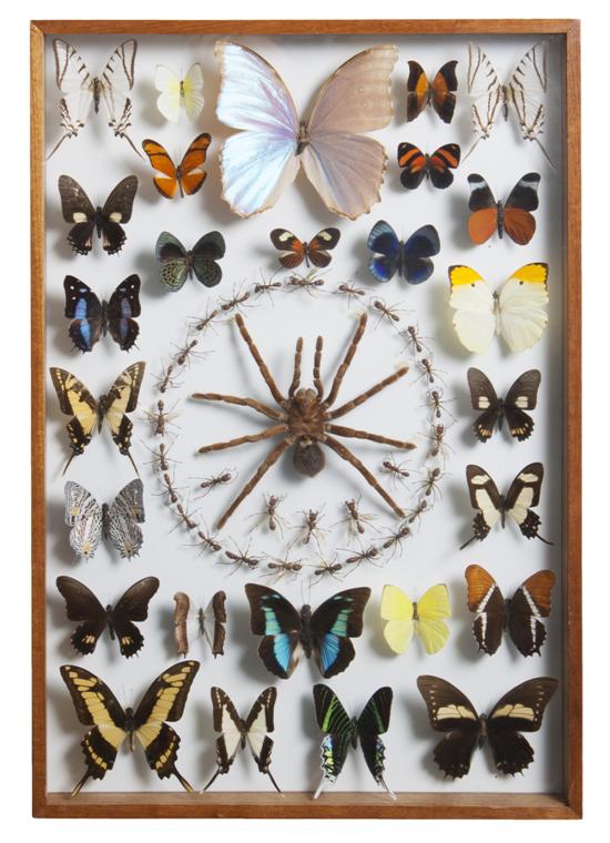 Two Butterfly Specimens each