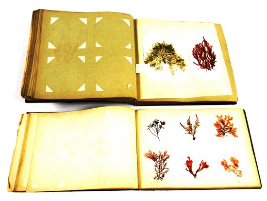 Two c.1870 albums with 300+