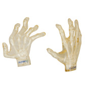 TWO CELEBREX HAND MODELS<br>Tw