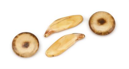 Two Chinese tiger teeth and two