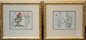TWO COLOR BOTANICAL PRINTS, FR