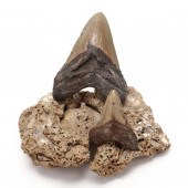 TWO COLORFUL MEGALODON TEETH B