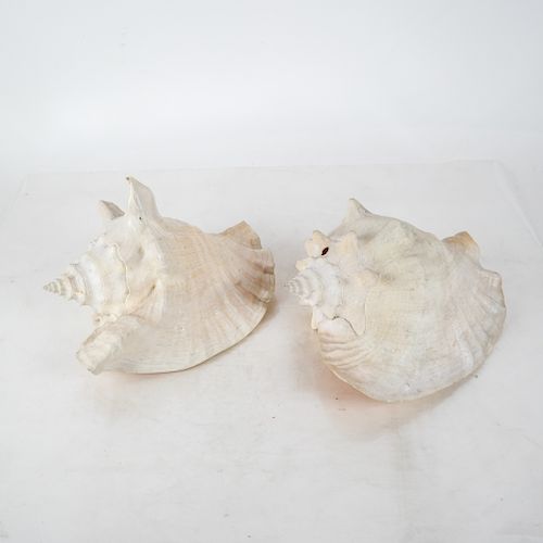 TWO CONCH SHELLSTwo conch shells,