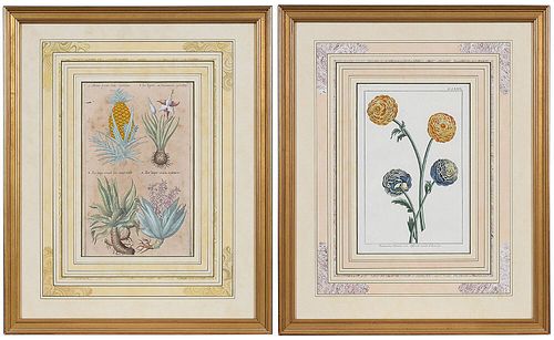 TWO CONTINENTAL BOTANICAL