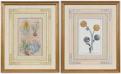TWO CONTINENTAL BOTANICAL PRIN