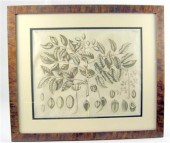 Two copper engravings of tropi