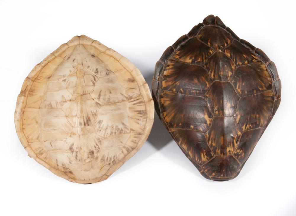 TWO DECORATIVE TORTOISE