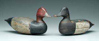 Two duck decoys: blue bill drake,