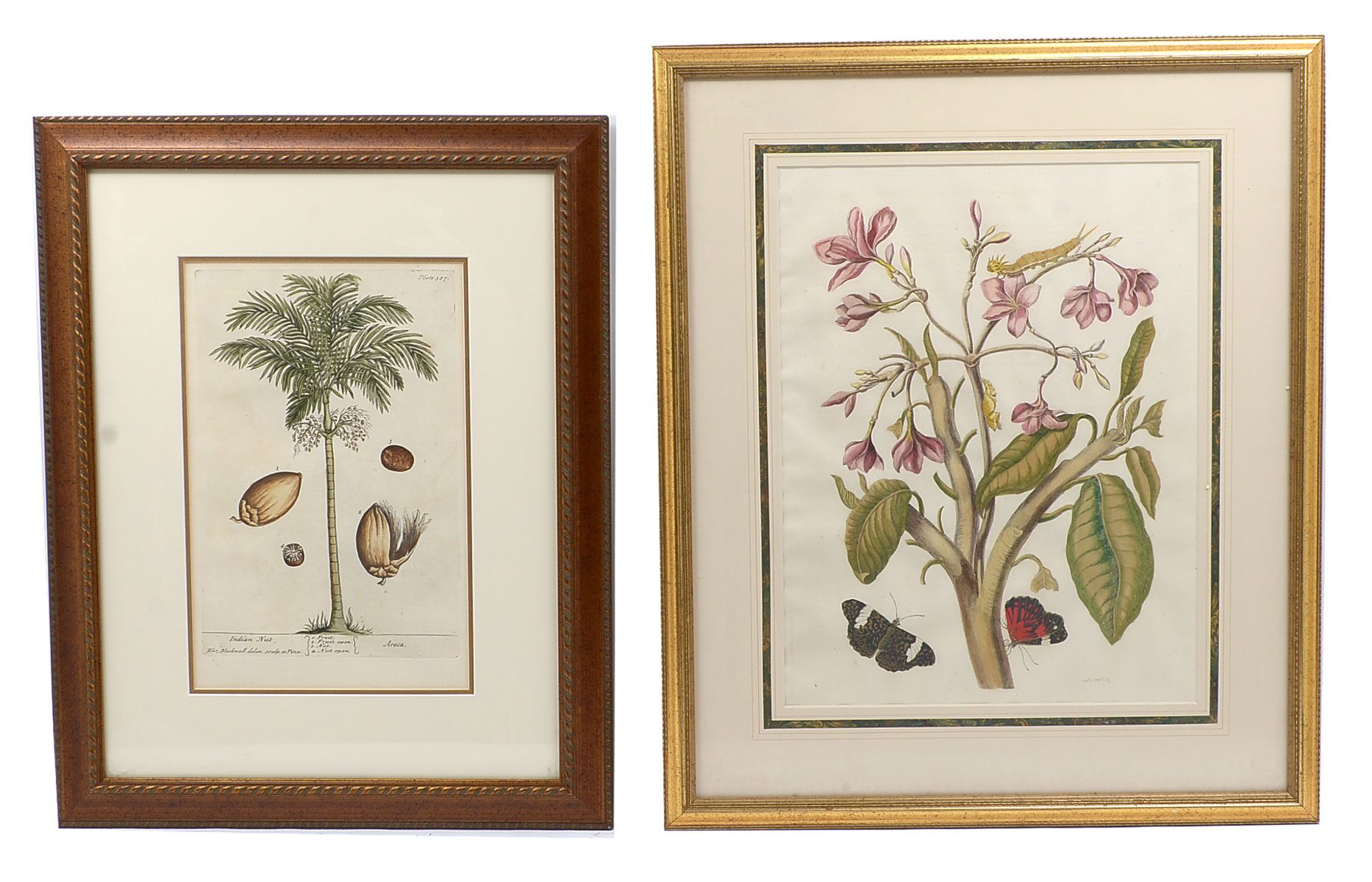 TWO EARLY BOTANICAL PRINTS: 1)