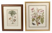 TWO EARLY BOTANICAL PRINTS: 1)