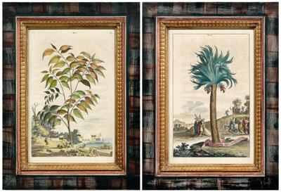Two engravings by Munting: Palma