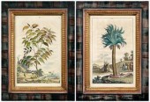 Two engravings by Munting: Pal