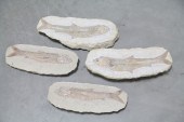 TWO FISH FOSSILS.  Most likely