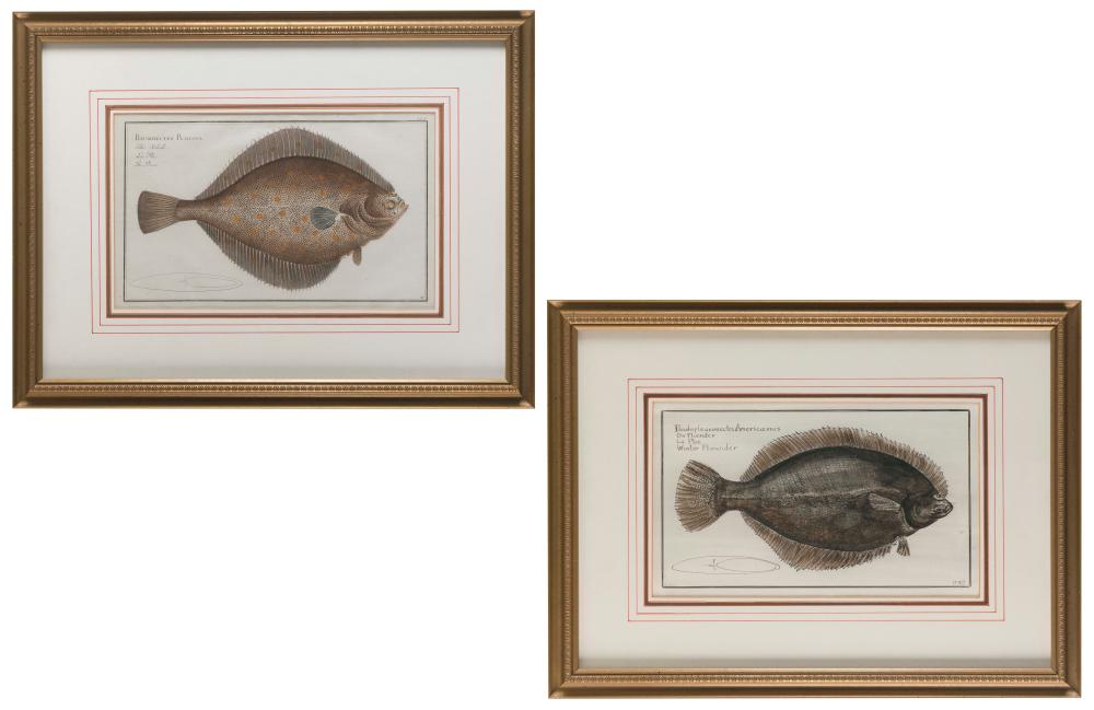 TWO FLOUNDER FISH ILLUSTRATIONS