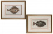 TWO FLOUNDER FISH ILLUSTRATION