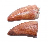 TWO FOSSIL CARCHARODONTOSAURUS