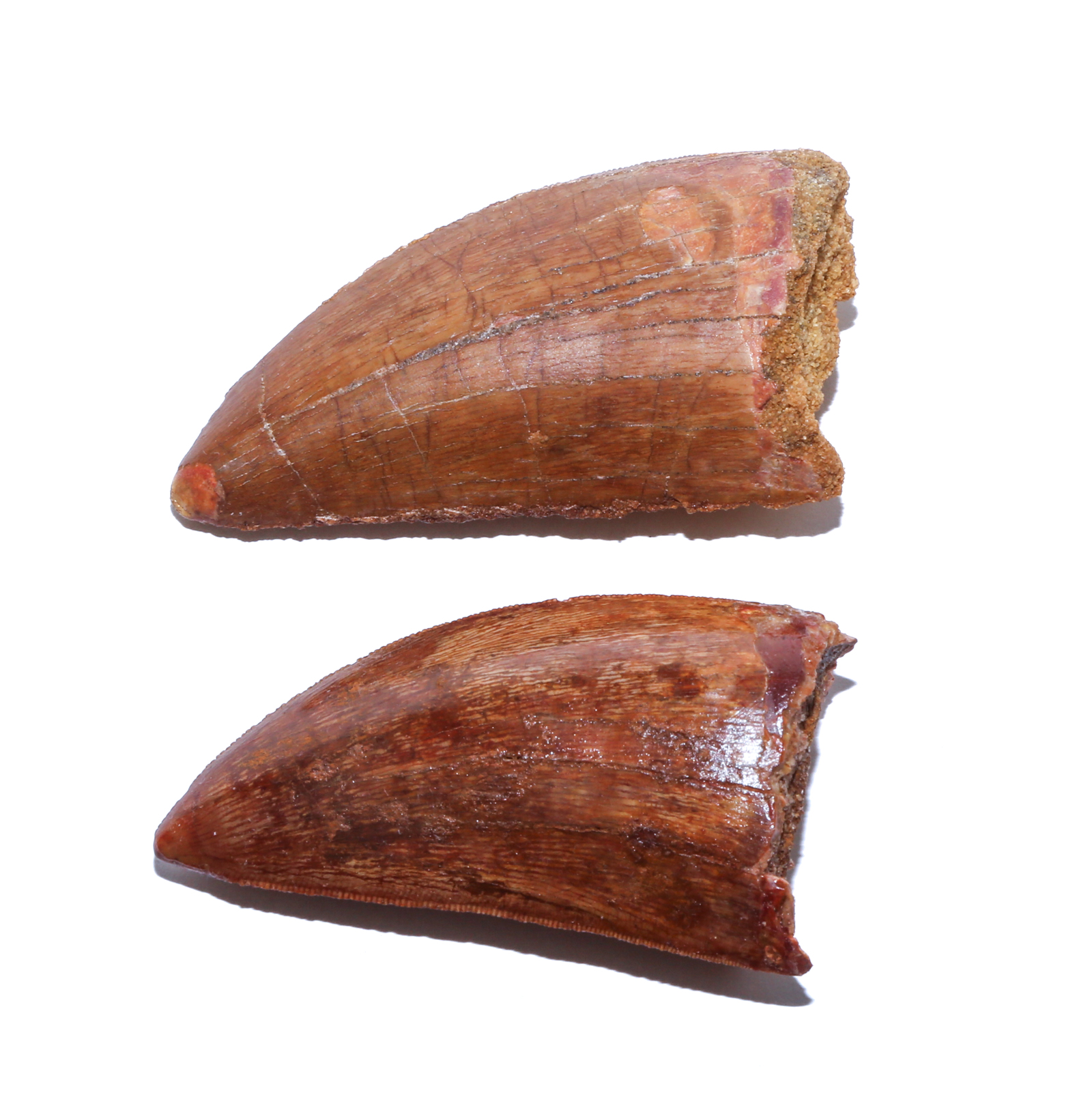 TWO FOSSIL CARCHARODONTOSAURUS