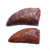 TWO FOSSIL CARCHARODONTOSAURUS