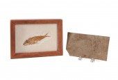TWO FOSSIL FISH SPECIMEN PLAQU