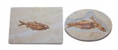 TWO FOSSIL FISH SPECIMENS: KNI