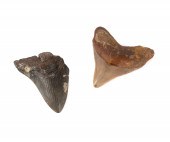 TWO FOSSIL MEGALODON TEETH Two